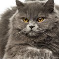 Welke kleur ogen hebben Britse langharige katten?