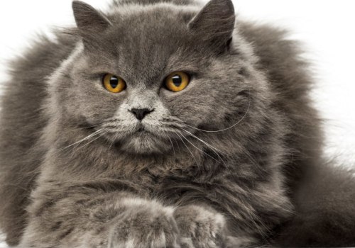 Welke kleur ogen hebben Britse langharige katten?